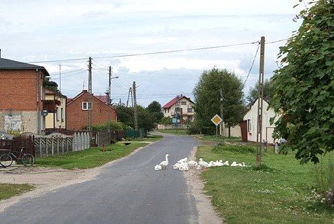 Stado gęsi, zatem trzeba uciekać