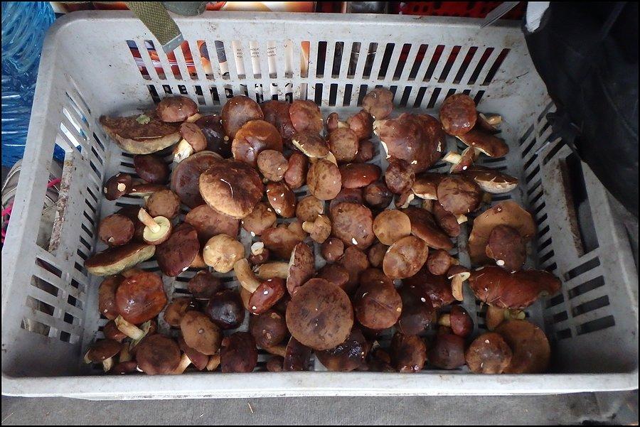 Grzybobranie