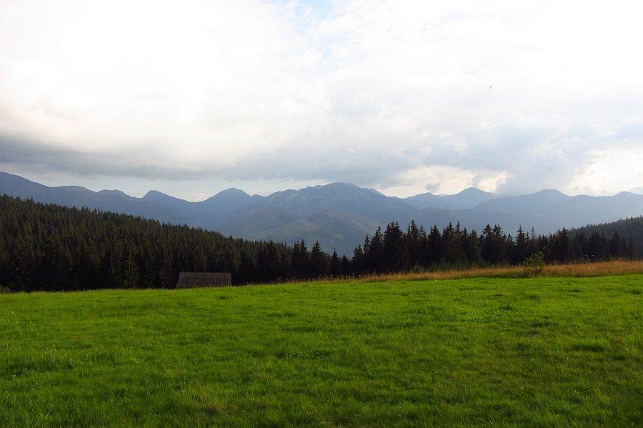 Widoczek z czarnego pieszego II