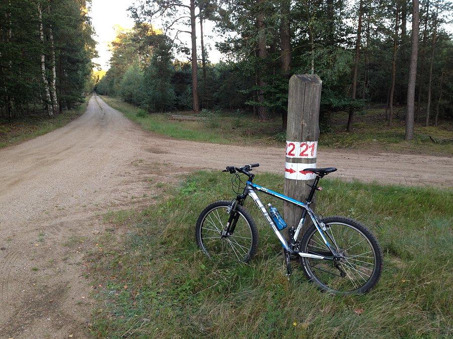 Na leśnym rozdrożu