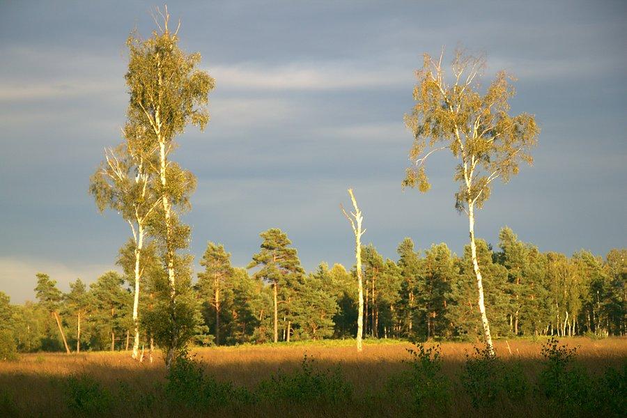 Oświetlone słońcem drzewa