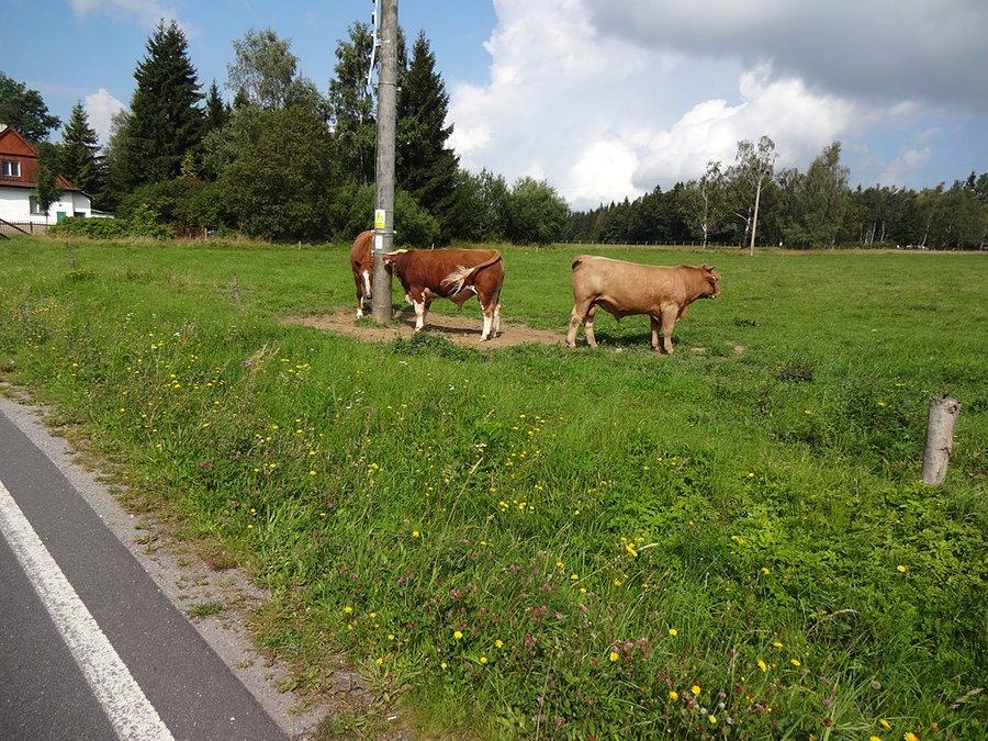 Jakieś fajne krowy