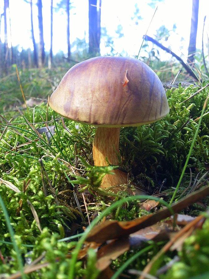 Podgrzybek I