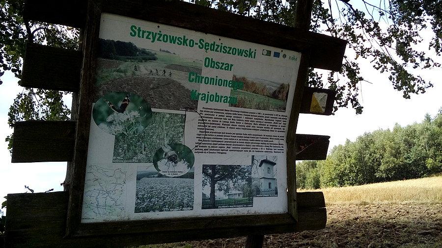 Przez Strzyżowsko-Sędziszowski obszar chronionego krajobrazu