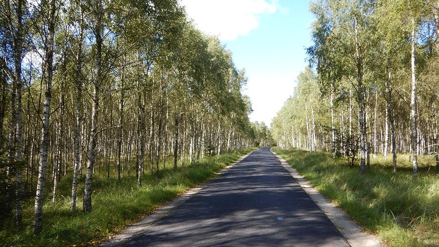 Wyprawa, dzień 2 - piękny las przed Toruniem