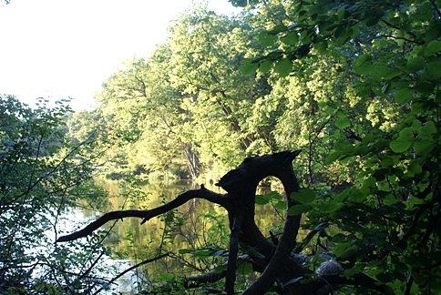 Nad Pilicą w Spale