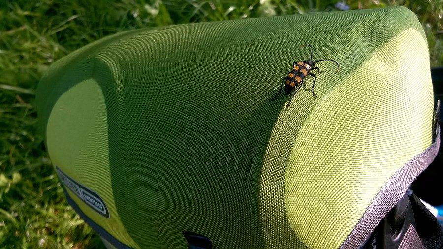 Wyprawa, dzień 3 - kolejny stworek tego dnia