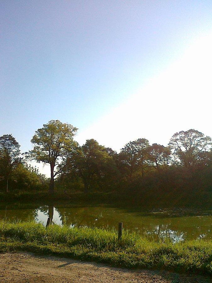 Pierwszy staw