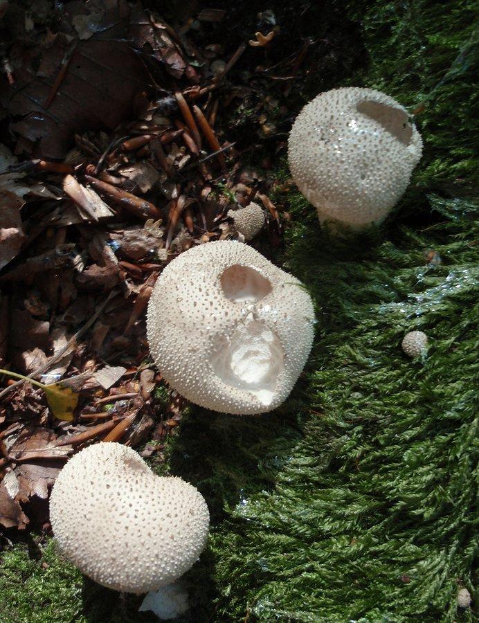 Purchaweczki