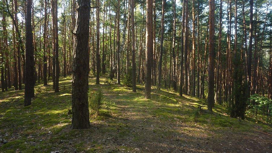 Mosionka, KPN