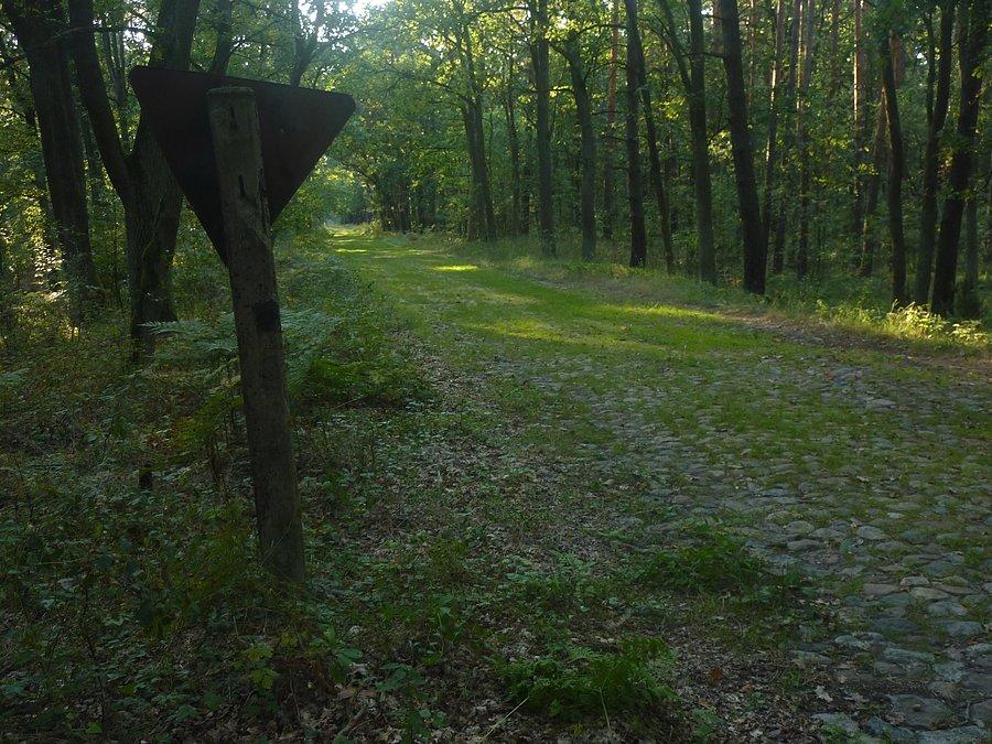 Brukowane drogi prowadzące niegdyś do Składnicy Amunicji w Palmirach