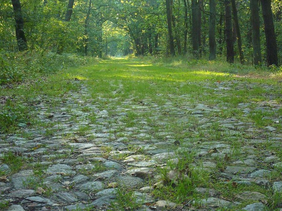 Brukowane drogi prowadzące niegdyś do Składnicy Amunicji w Palmirach