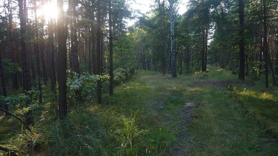 Nasypy kolejowe - pozostałości składnicy amunicji w Palmirach