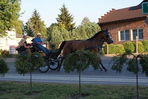 Bryczką po Wolborzu