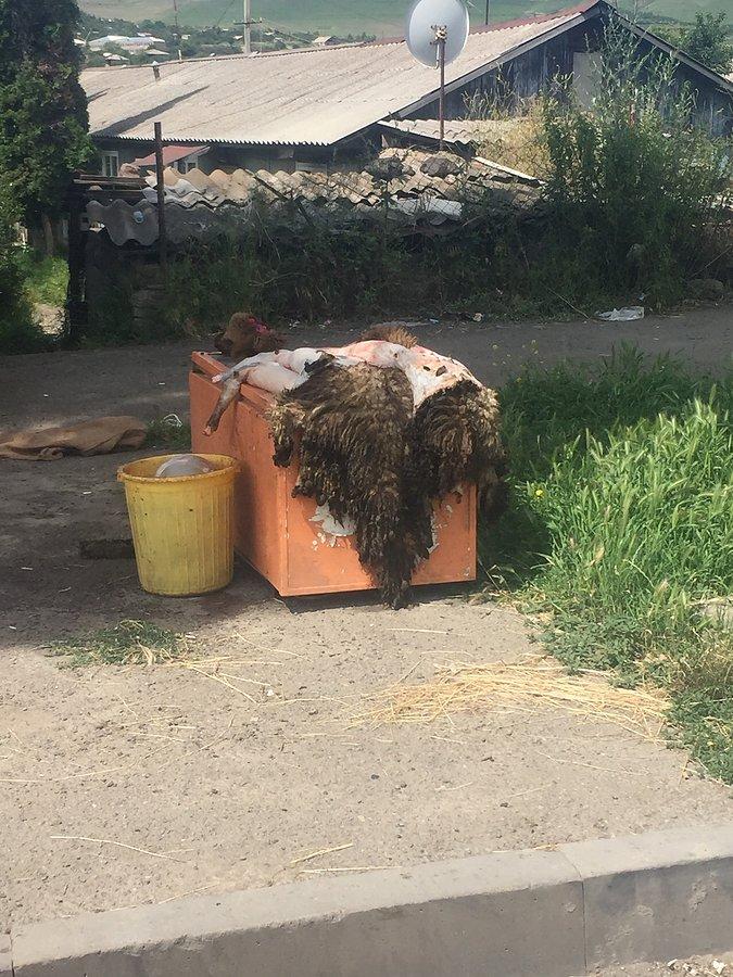 Skórki z owiec całkiem świezo zdjęte