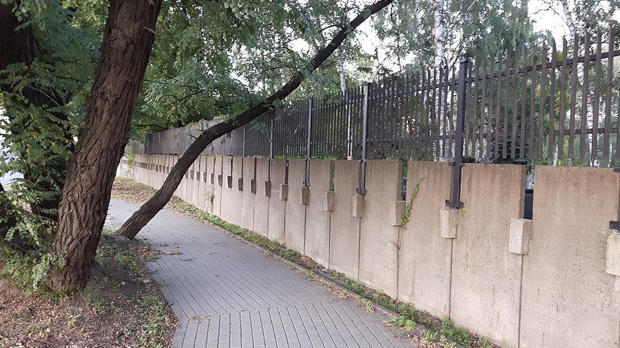 Niebezpieczne drzewo