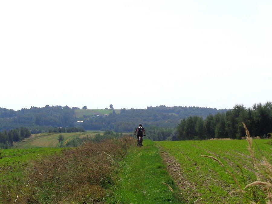 Jacek na żółtym