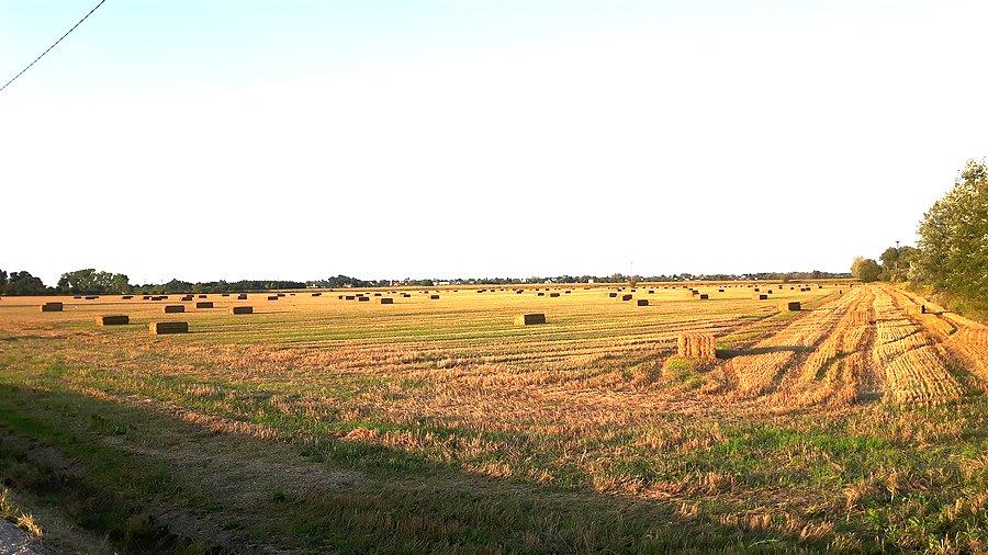 Po żniwach