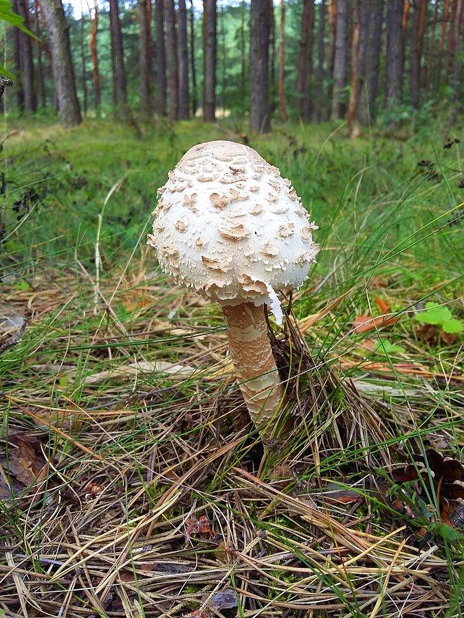 Czubajka Kania. Chyba. Nie ryzykowałem :)