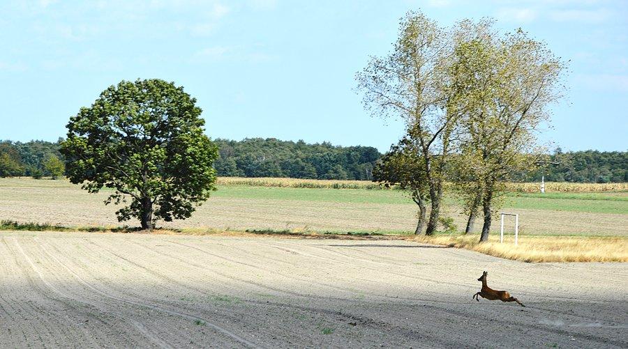 Latająca sarna!