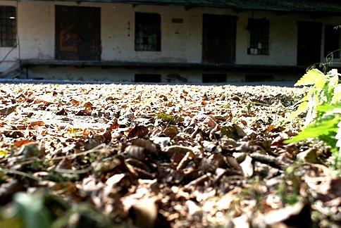 Liście pod młynem w Górze