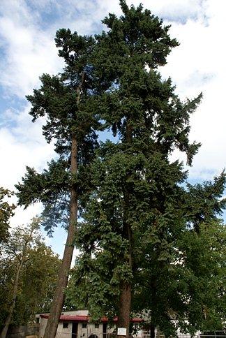 Daglezja zielona