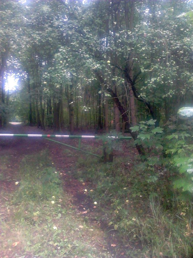 Jabłonka w lesie przy drodze.. kiedyś musiało tu być siedlisko