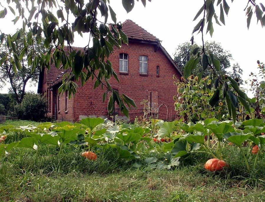 Dynie i słoneczniki