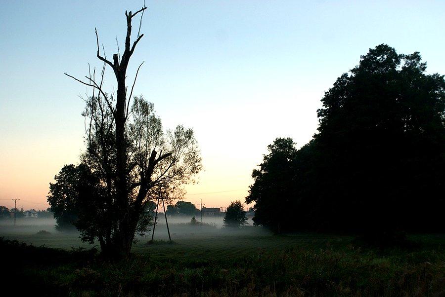 Umarłe drzewo