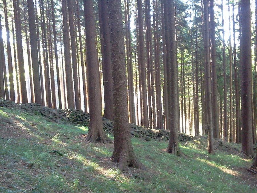 Wały w lesie