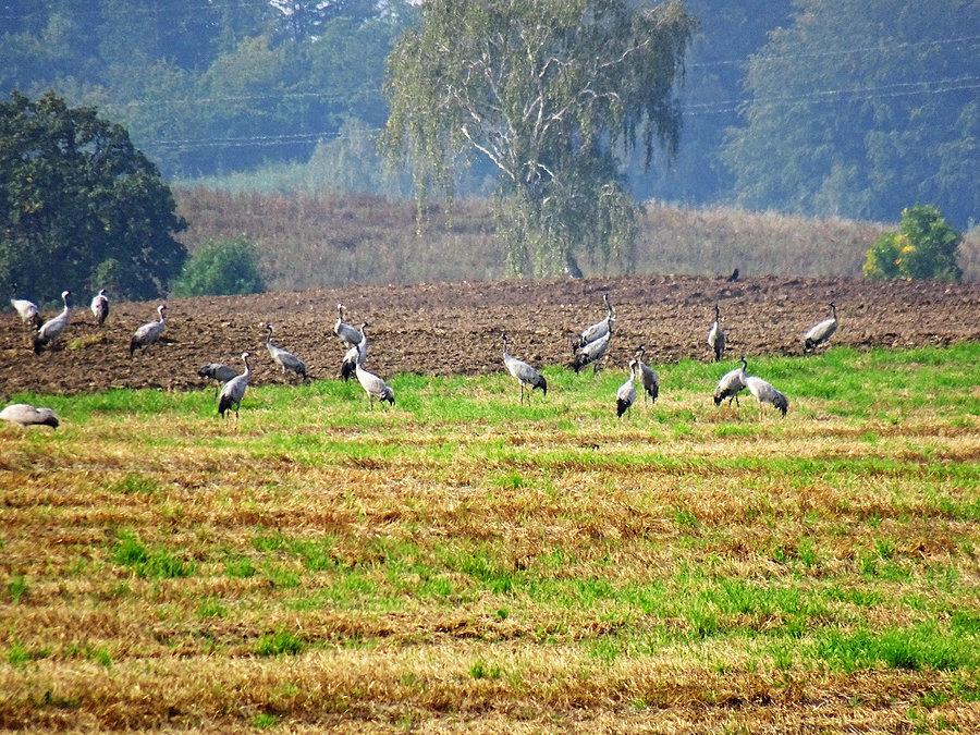III Festiwal Żurawiny w Dobrogoszczy na Kaszubach. W drodze na festiwal