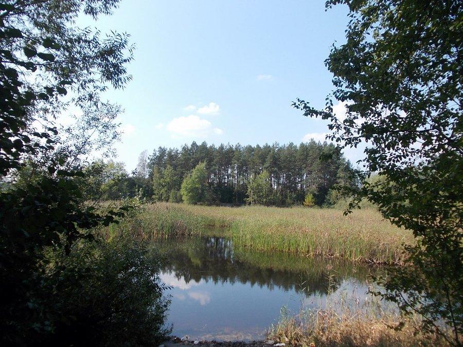 Oczko wodne