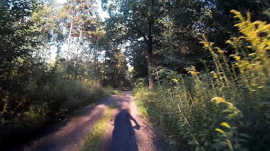 Leśne ścieżki