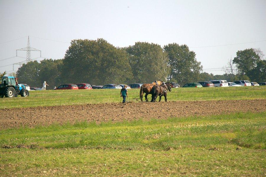 Orka końmi