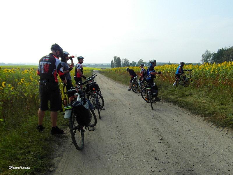 Słonecznikowe pole