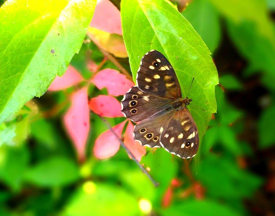Chyba motyl
