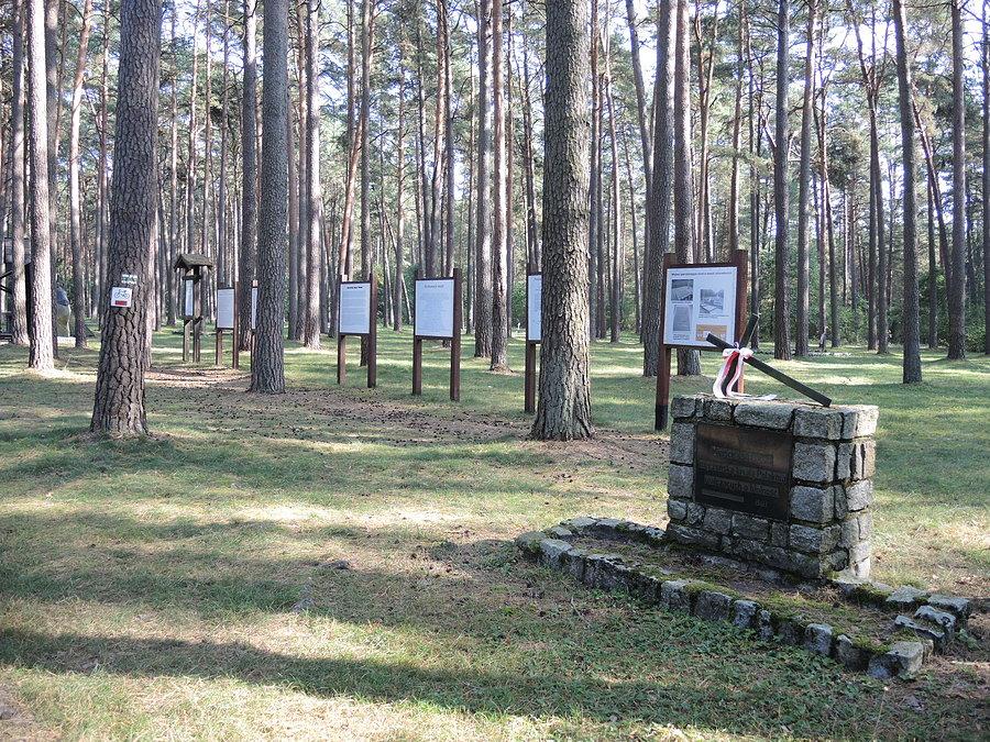 Świadkiem wydarzeń jest 130-letni starodrzew sosnowy porastający teren cmentarza