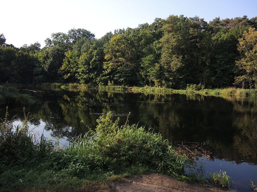 Wełna w Obornikach - na terenie rezerwatu "Słonawy"