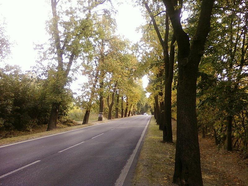 Ul. Brzezińska
