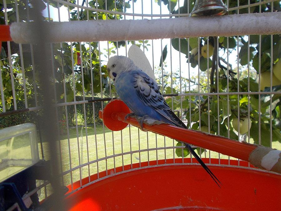 Pusia papusia