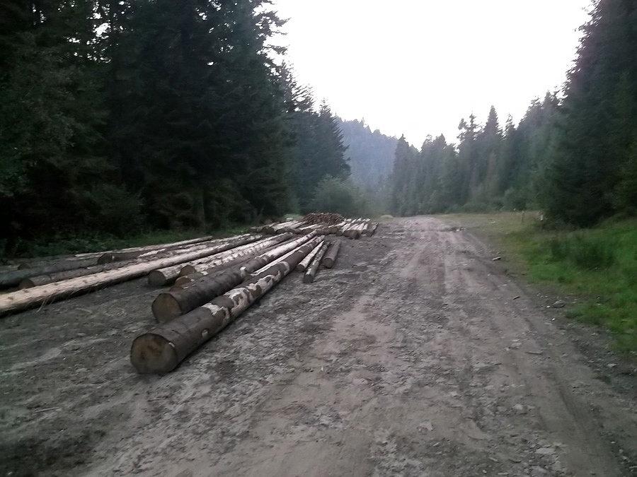 Prawie w Porębie
