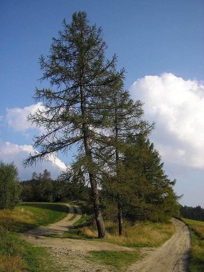 Pod tym modrzwiem często siedzieliśmy