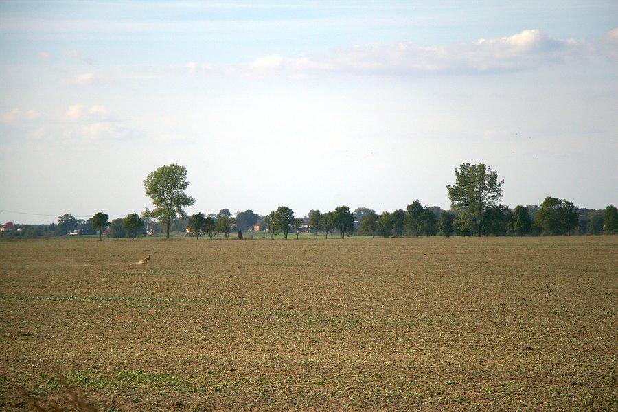 W drodze powrotnej widzimy sarnę daleko w polu biegnącą
