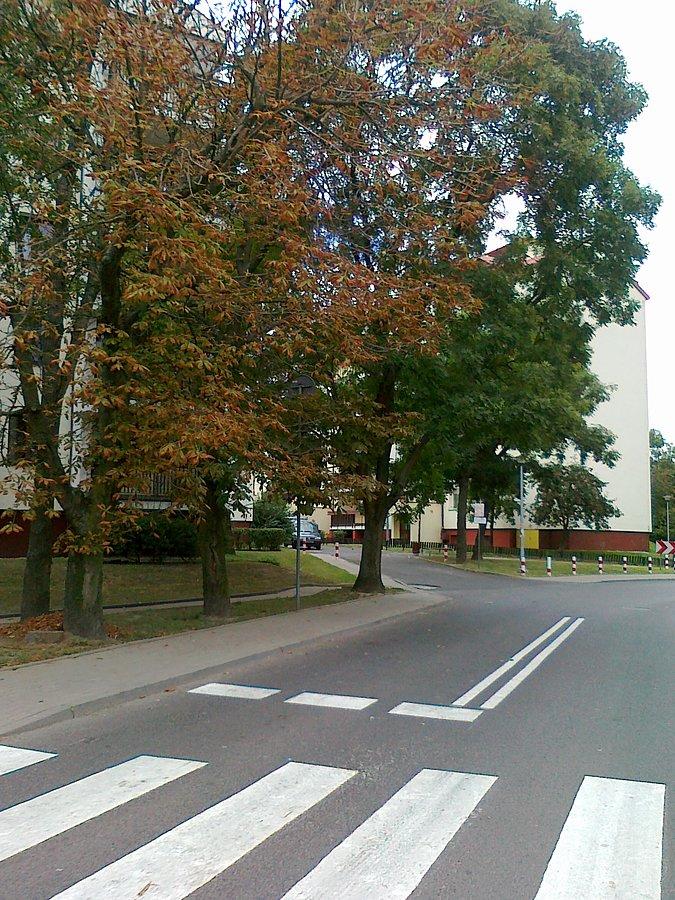 Ładniejszy fragment Jelonek