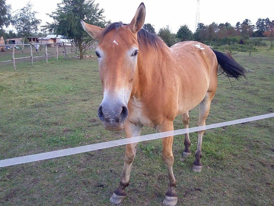 Qń :)