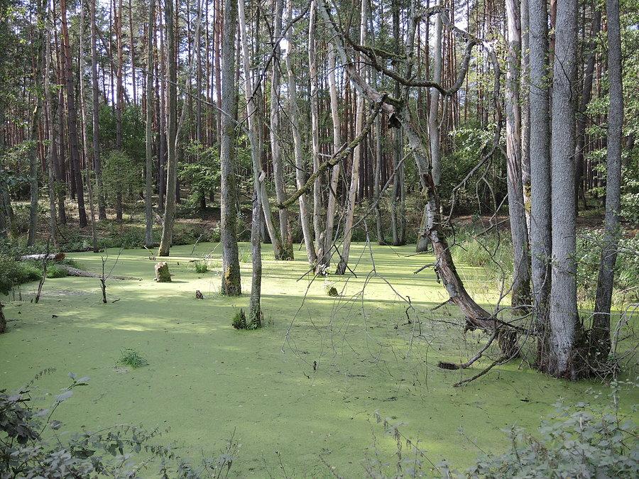 Bagienko przy trasie Mokrz - Krasnobrzeg