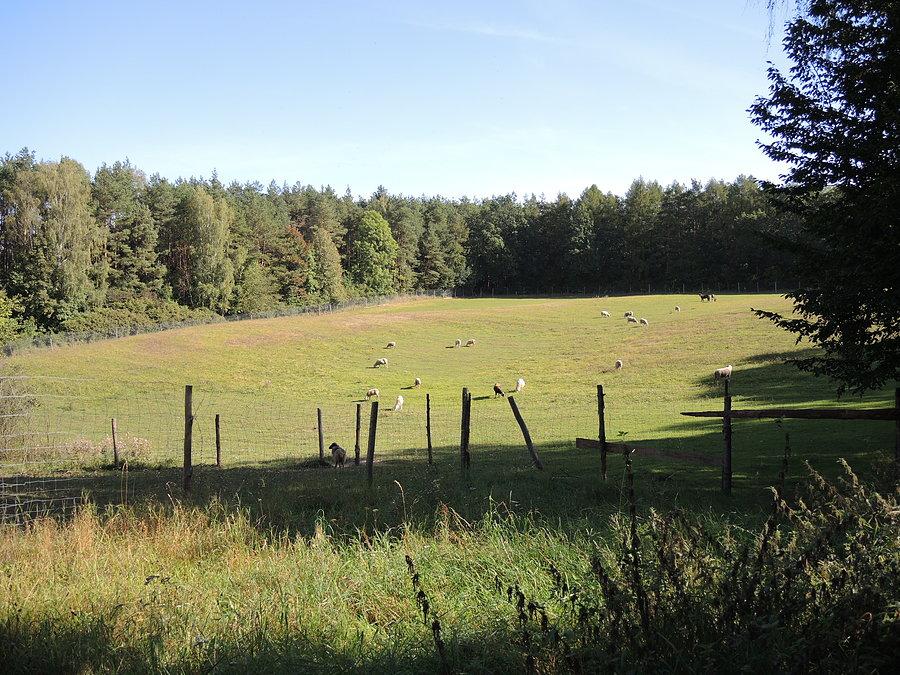 Wypas owiec - przy szlaku Dębe - Pianówka