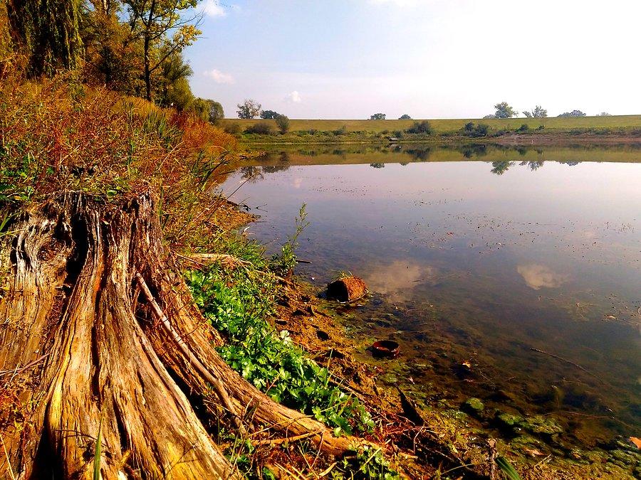 Staw w Krzyżanowicach