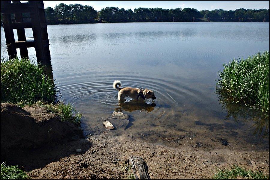 Szuwarek