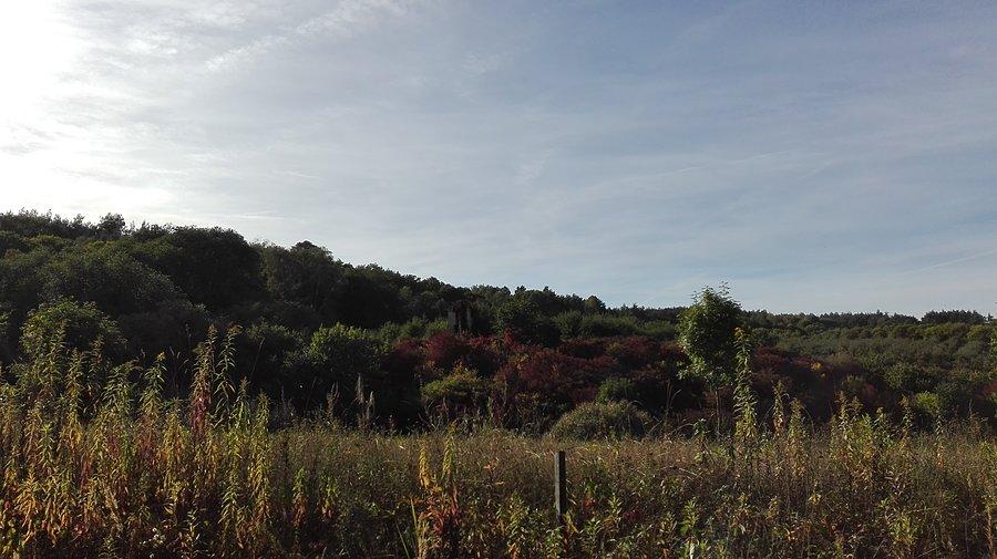 Dzika natura